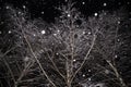 Winter tree`s branches covered snow texture on black background. Snowfall at night Royalty Free Stock Photo