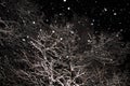 Winter tree`s branches covered snow texture on black background. Snowfall at night, snowflakes Royalty Free Stock Photo