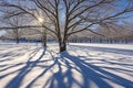 winter tree shadows on a snowy ground Royalty Free Stock Photo