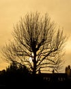 Winter Tree Silhouette Against Sunset A Royalty Free Stock Photo