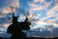 Winter tree silhouette