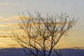 Winter tree silhouetted against golden sunrise sky eary morning