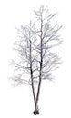 Winter Tree On Snow Isolated White 3D Illustration