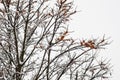 Winter tree with snow sea-buckthorn