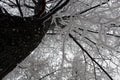 Tree covered with white fluffy snow in winter