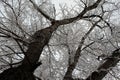 Tree covered with white fluffy snow in winter