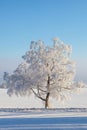 Winter tree