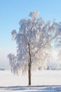 Winter tree