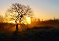 Winter tree at sunrise