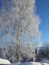 Winter tree in sweden Royalty Free Stock Photo