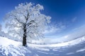 Winter tree in swith snow on a sunny day with blue sky