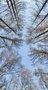 Winter tree tops viewed looking up at sunset. Bottom view trees. Blue sky. Trunks of larches. Forest abstract background Royalty Free Stock Photo