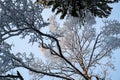 Winter tree tops viewed looking up at sunset. Bottom view trees. Blue sky. Trunks of larches. Forest abstract background Royalty Free Stock Photo