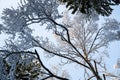 Winter tree tops viewed looking up at sunset. Bottom view trees. Blue sky. Trunks of larches. Forest abstract background Royalty Free Stock Photo