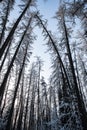 Winter tree tops viewed looking up at sunset. Bottom view trees. Blue sky. Trunks of larches. Forest abstract background Royalty Free Stock Photo