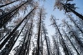 Winter tree tops viewed looking up at sunset. Bottom view trees. Blue sky. Trunks of larches. Forest abstract background Royalty Free Stock Photo