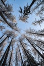 Winter tree tops viewed looking up at sunset. Bottom view trees. Blue sky. Trunks of larches. Forest abstract background Royalty Free Stock Photo