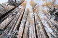 Winter tree tops viewed looking up at sunset. Bottom view trees. Blue sky. Trunks of larches. Forest abstract background Royalty Free Stock Photo