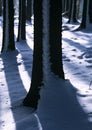 Winter tree trunks Royalty Free Stock Photo