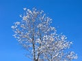 Winter, tree under snow, clear blue sky Royalty Free Stock Photo