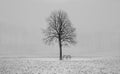 Winter Tree Royalty Free Stock Photo