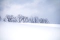 Winter Trees Royalty Free Stock Photo