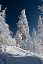 Winter Trees