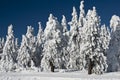 Winter Trees