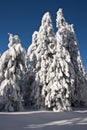 Winter Trees