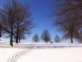 Winter Trees