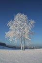 Winter trees Royalty Free Stock Photo