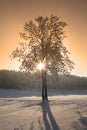 Winter trees Royalty Free Stock Photo