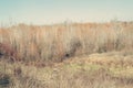 Winter trees along the way. sunny winter day Albania landscape