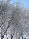 Winter trees branches covered snow against blue sky. Royalty Free Stock Photo