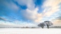 Winter Trees and Cloudy Blue Skies Royalty Free Stock Photo