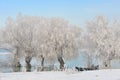 Winter trees covered with frost Royalty Free Stock Photo