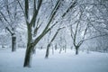 Winter trees covered with snow, calm weather. Winter forest background Royalty Free Stock Photo