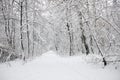 Winter trees covered in white fluffy snow