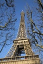 Winter Trees at Eiffel Tower; Paris