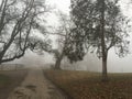 Winter Trees on a foggy farm road in Ohio.