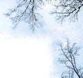 Winter trees frame