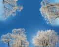 Winter trees frame Royalty Free Stock Photo
