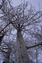 winter trees and frost Idaho