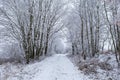 Winter trees with frozen way Royalty Free Stock Photo