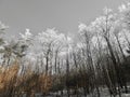 Winter trees with icy limbs in the morning