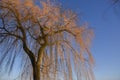 Blue sky and Trees in winter at Lake Neuchatel, Switzerland Royalty Free Stock Photo