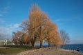 Winter Trees at Lake Neuchatel, Switzerland