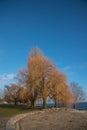 Winter Trees at Lake Neuchatel, Switzerland Royalty Free Stock Photo