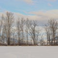 Winter trees