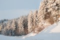 Winter trees lighten by the morning sun